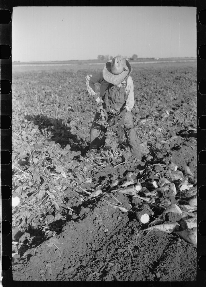 [Untitled photo, possibly related to: Topping sugar beets, Adams County, Colorado]. Sourced from the Library of Congress.