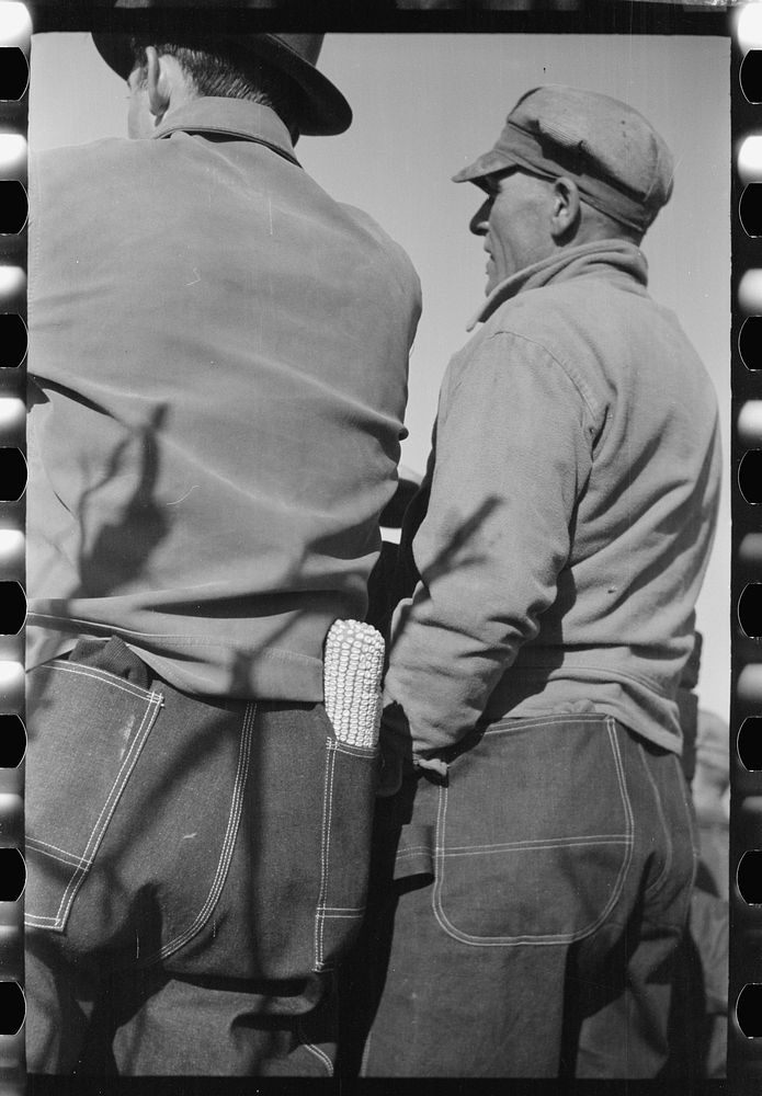 [Untitled photo, possibly related to: Farmers at mechanical cornhusking contest. One has a sample ear of hybrid corn, Hardin…