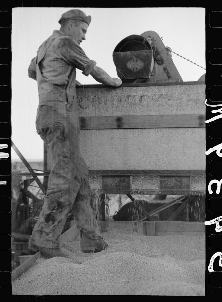 [Untitled photo, possibly related to: Emptying soy bean seeds from combine harvester, Grundy County, Iowa]. Sourced from the…