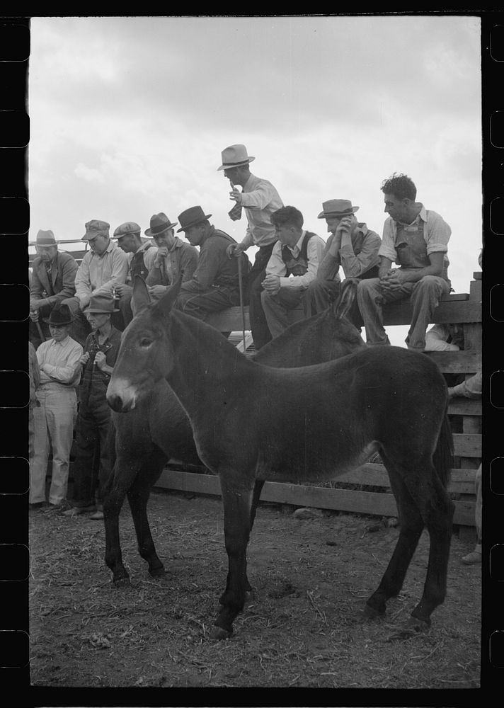 Auctioneer selling mules, farm sale, Pettis County, Missouri. Sourced from the Library of Congress.