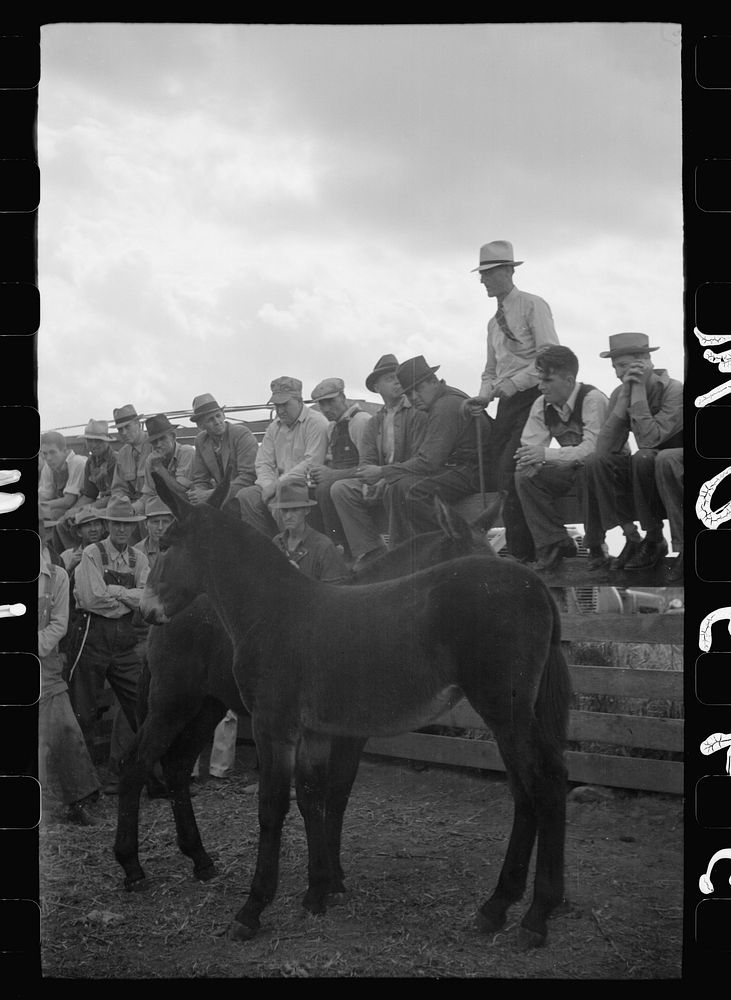 [Untitled photo, possibly related to: Auctioneer selling mules, farm sale, Pettis County, Missouri]. Sourced from the…