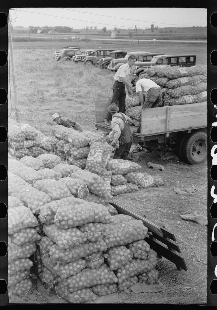 Loading bags of onions, Rice County, Minnesota. Sourced from the Library of Congress.