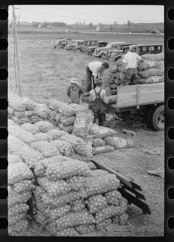 [Untitled photo, possibly related to: Loading bags of onions, Rice County, Minnesota]. Sourced from the Library of Congress.