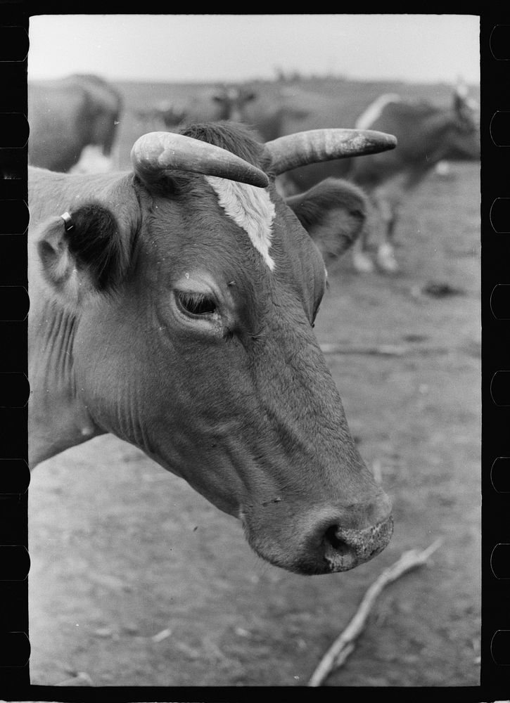 Guernsey cow, Brandtjen Dairy Farm, Dakota County, Minnesota. Sourced from the Library of Congress.
