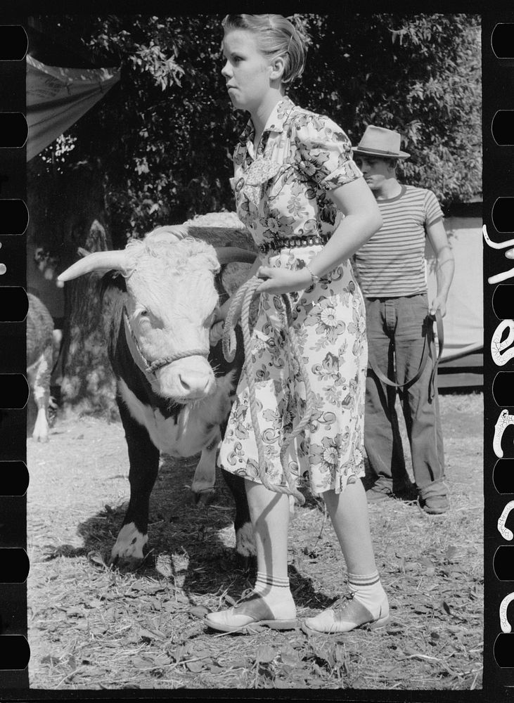 4-H Club girl with calf, Central Iowa 4-H Club fair, Marshalltown, Iowa. Sourced from the Library of Congress.