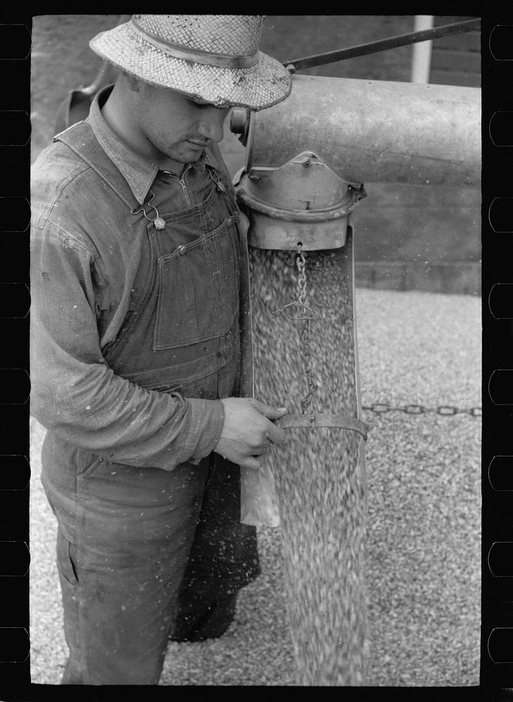 Farmer with shelled corn, Grundy County, Iowa. Sourced from the Library of Congress.