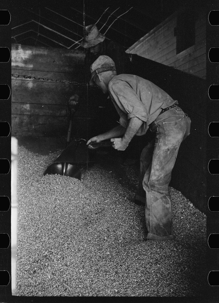 [Untitled photo, possibly related to: Emptying a truck full of shelled corn at elevator, Grundy Center, Iowa]. Sourced from…