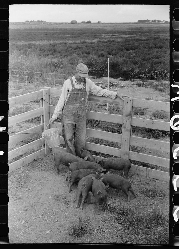 Howard Crowder feeds a litter of pigs raised on his homestead at San Luis Valley Farms, Alamosa, Colorado. Sourced from the…