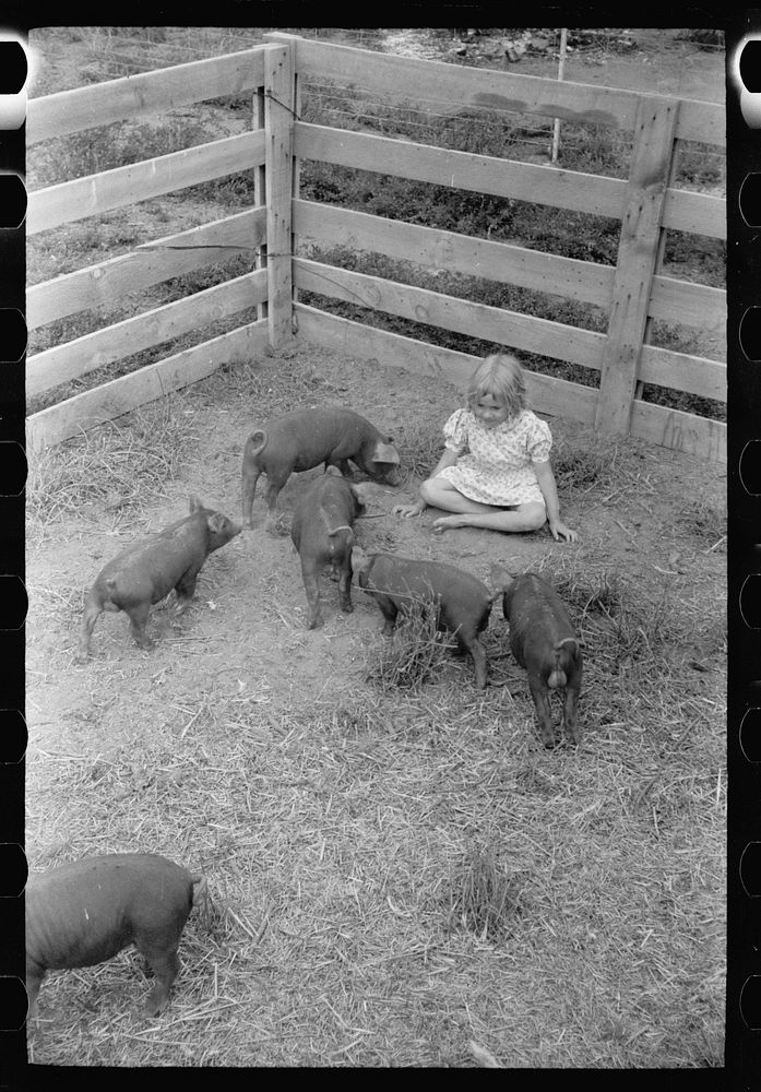 [Untitled photo, possibly related to: Howard Crowder feeds a litter of pigs raised on his homestead at San Luis Valley…