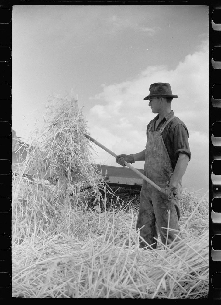 Grain harvest, San Luis Valley Farms, Alamosa, Colorado. Sourced from the Library of Congress.