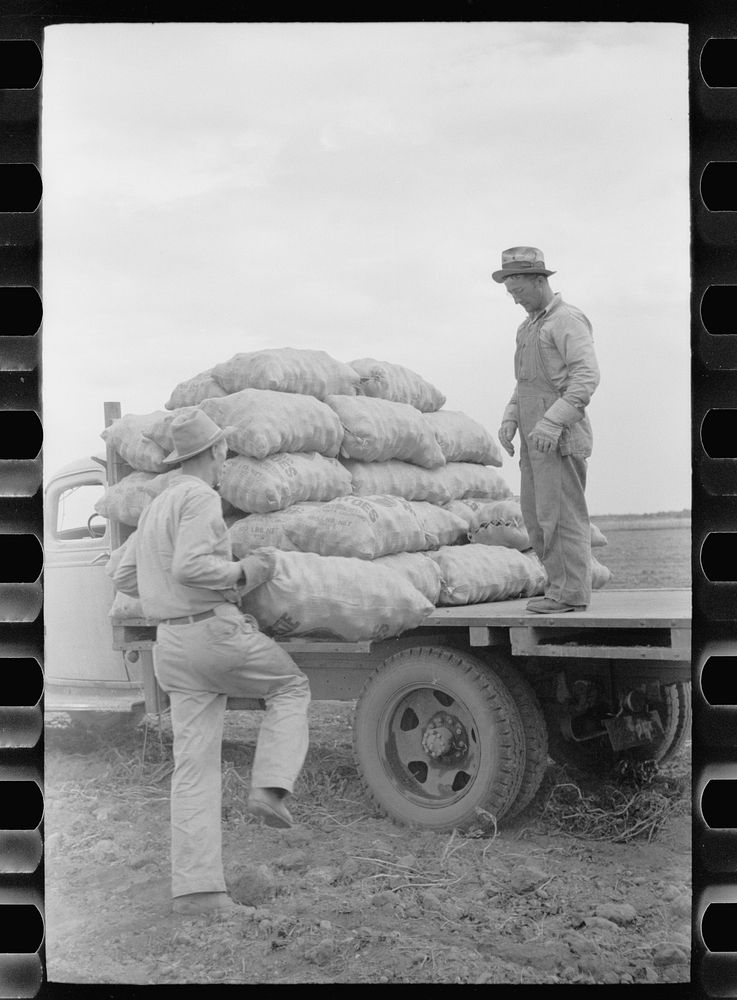 Loading sacks of potatoes, Rio Grande County, Colorado. Sourced from the Library of Congress.