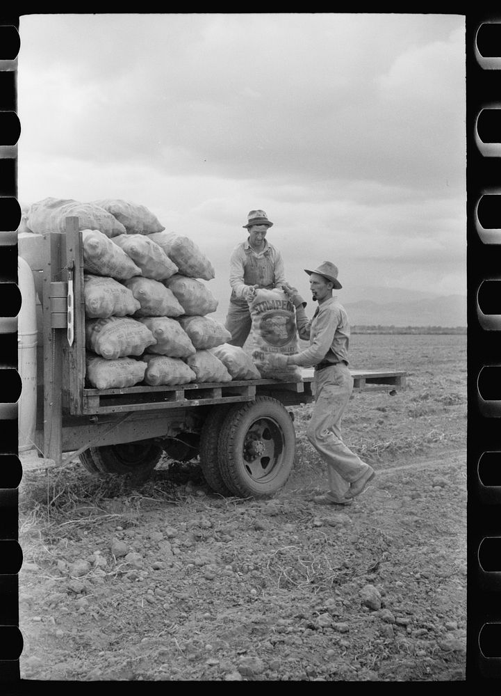 [Untitled photo, possibly related to: Loading sacks of potatoes, Rio Grande County, Colorado]. Sourced from the Library of…
