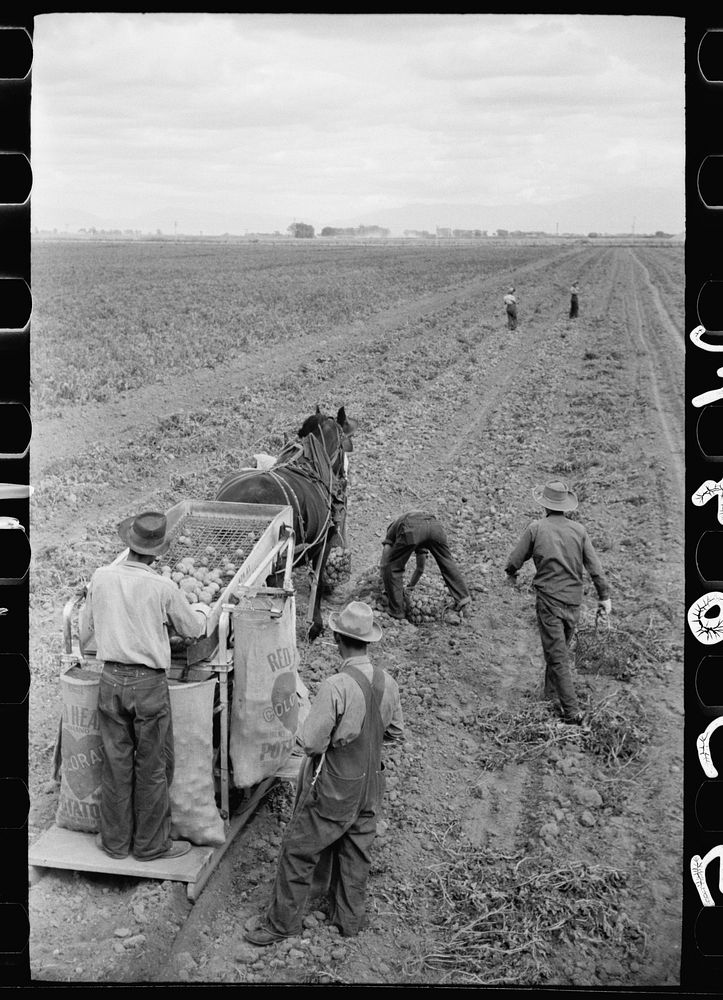 [Untitled photo, possibly related to: Loading sacks of potatoes, Rio Grande County, Colorado]. Sourced from the Library of…