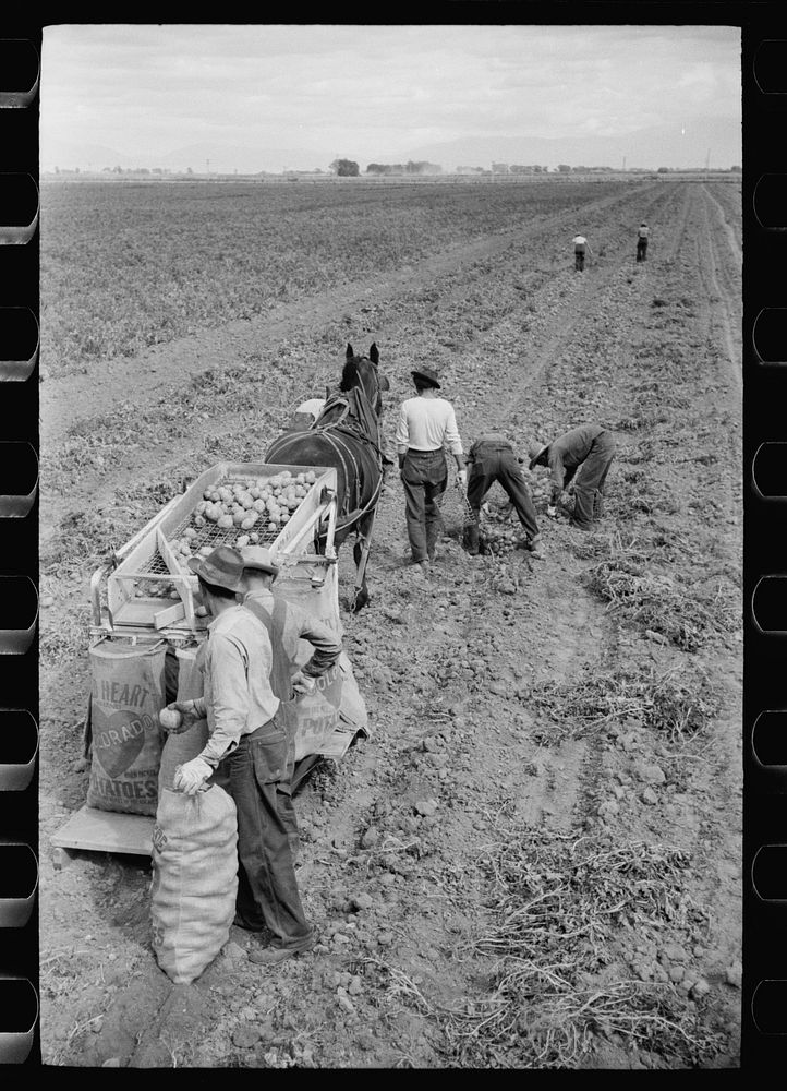 [Untitled photo, possibly related to: Potato digger and picking crew, Rio Grande County, Colorado]. Sourced from the Library…