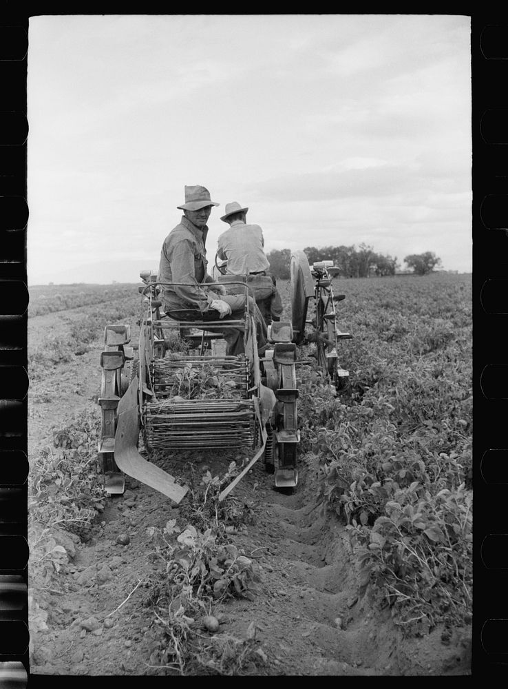 Potato digger, Rio Grande County, Colorado. Sourced from the Library of Congress.