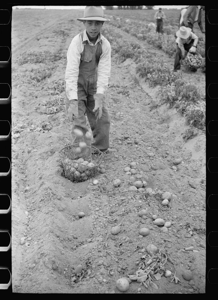 [Untitled photo, possibly related to: Young Spanish-American potato picker, Rio Grande County, Colorado]. Sourced from the…