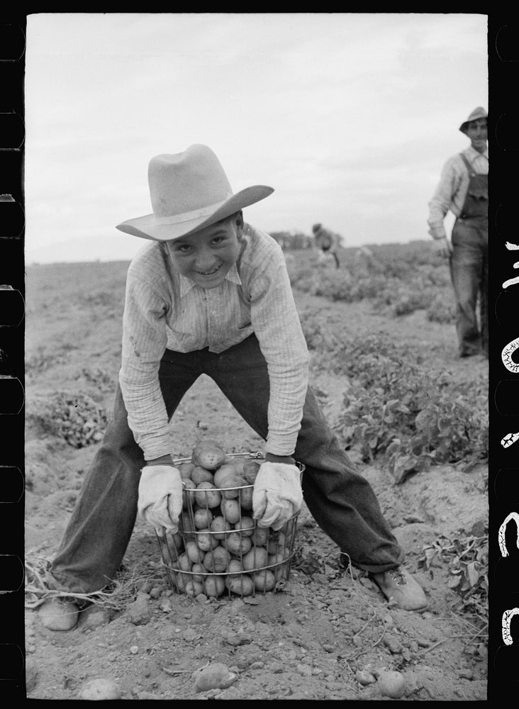 Young worker in potato field, Rio Grande County, Colorado. Sourced from the Library of Congress.