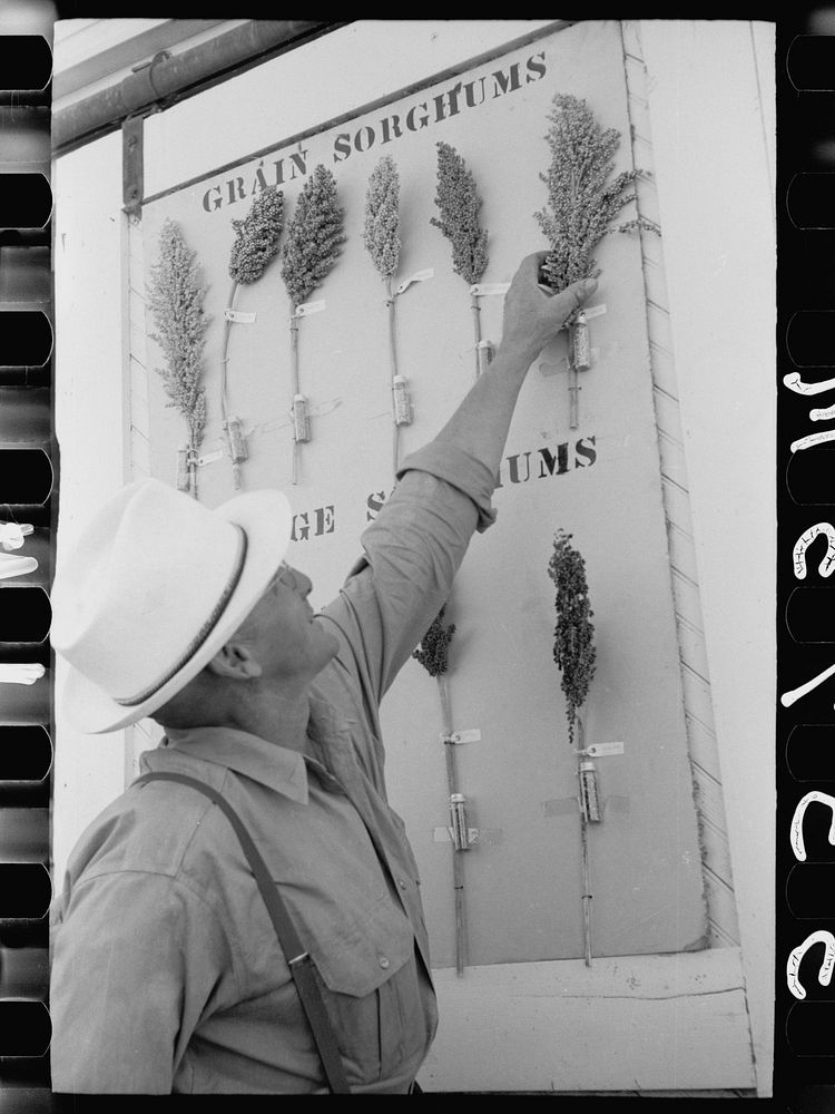 Farmer examines sorghum exhibit, U.S. Experiment Station, Akron, Colorado. Sourced from the Library of Congress.