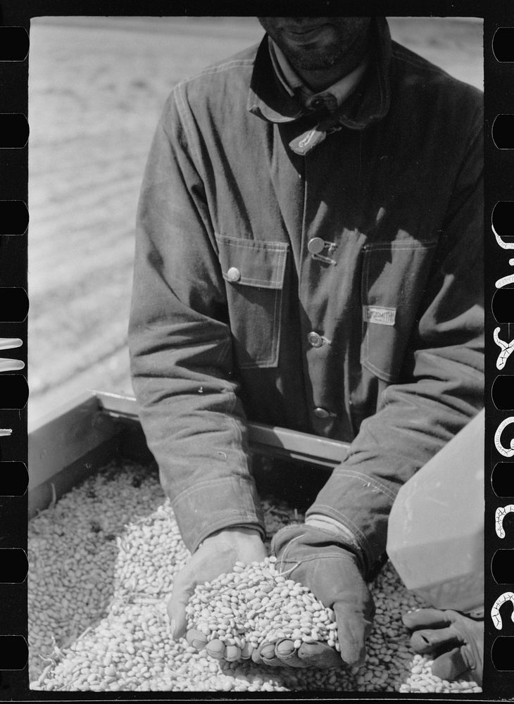 [Untitled photo, possibly related to: Apolinar Rael, rehabiliation client, harvesting beans, Costilla County, Colorado, near…