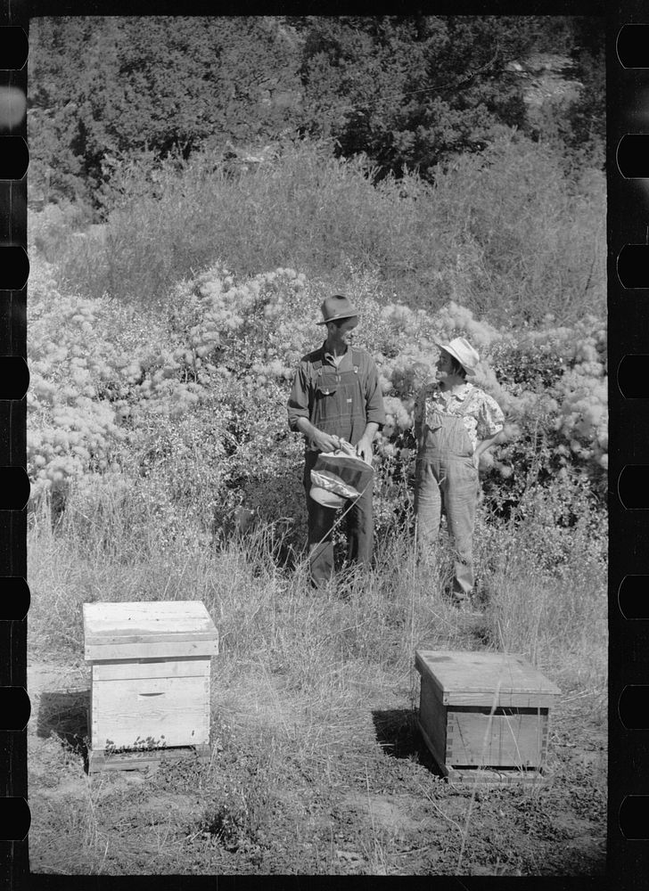 [Untitled photo, possibly related to: Philipe Aranjo, rehabilitation client, harvesting wheat in Costilla County, Colorado].…