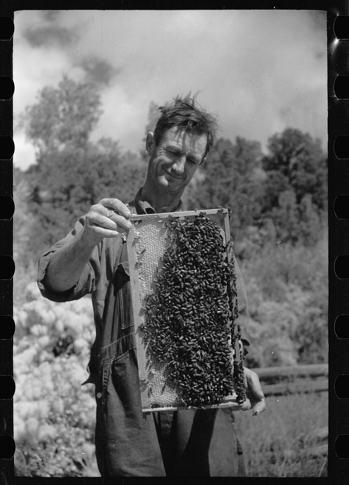 George Arnole exhibits a super of honey raised on his farm in Chaffee County, Colorado. Sourced from the Library of Congress.