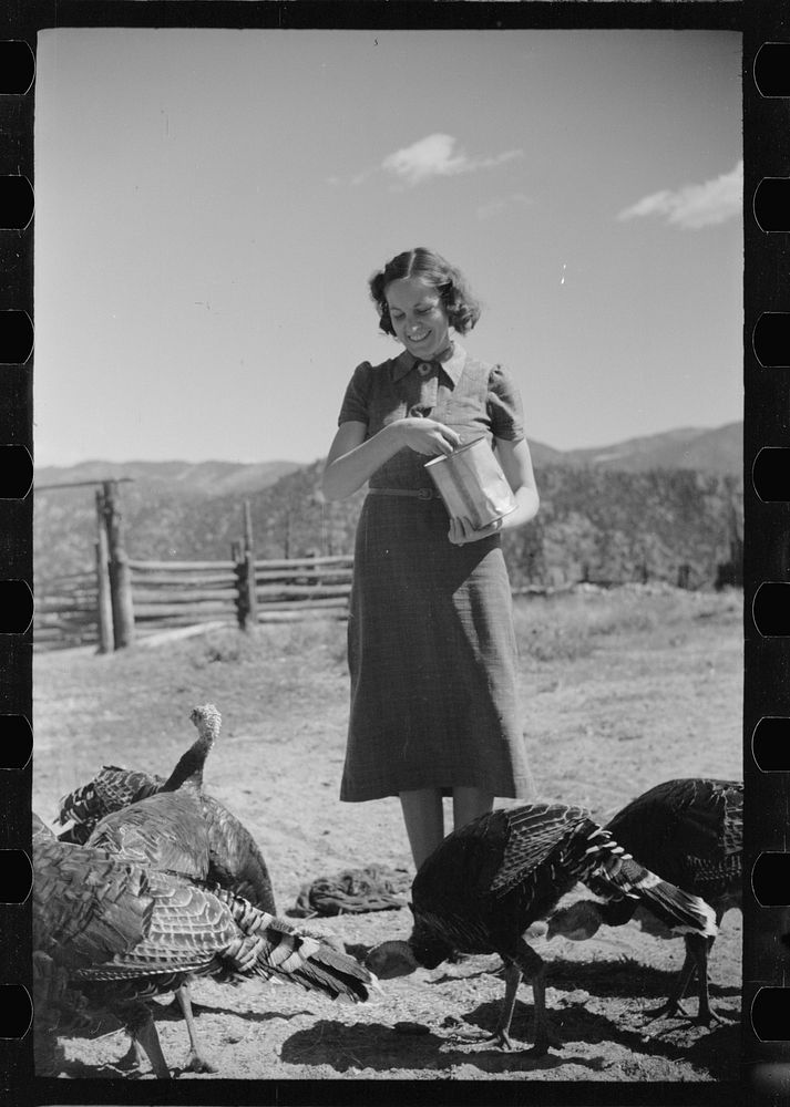 [Untitled photo, possibly related to: Mrs. Louise Temple feeds some of her turkeys on their farm in Chaffee County…