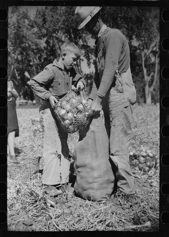 [Untitled photo, possibly related to: Child labor in the onion field, Delta County, Colorado]. Sourced from the Library of…