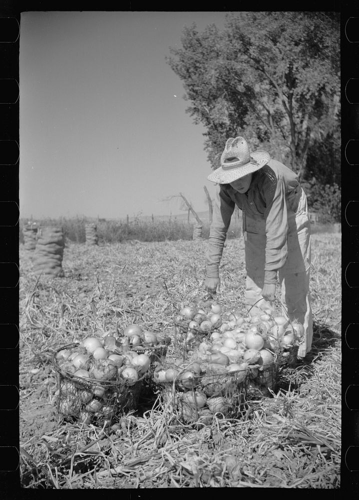 Onion field worker, Delta County, Colorado. Sourced from the Library of Congress.
