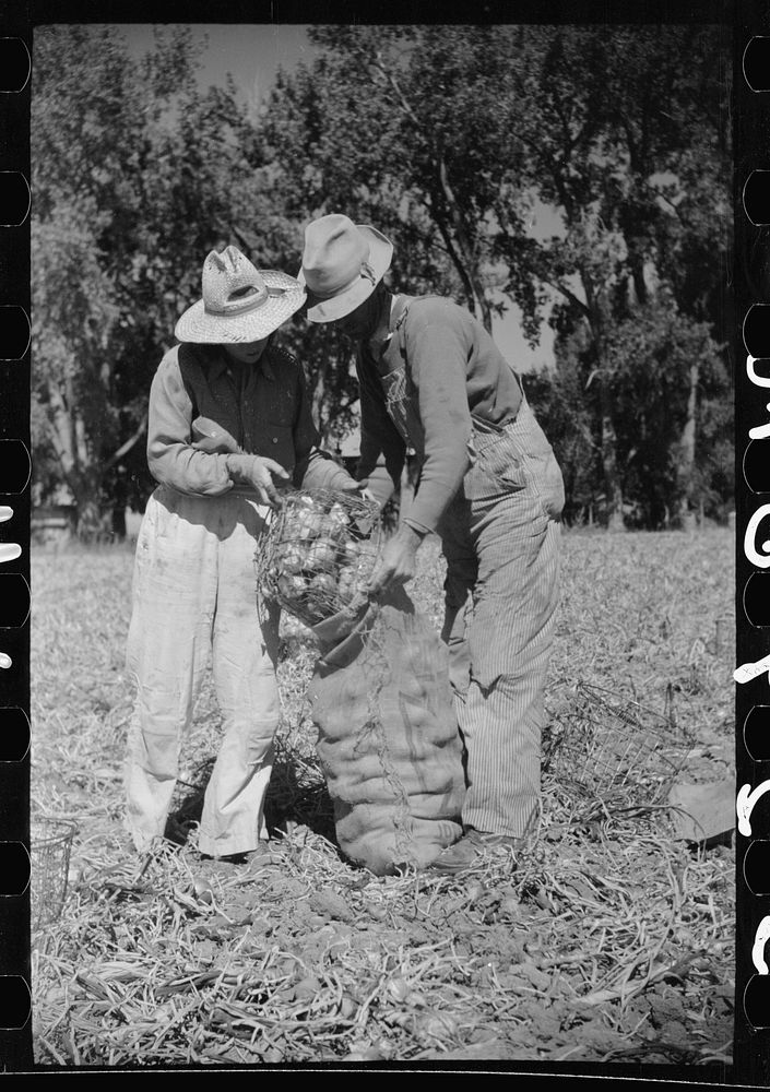 [Untitled photo, possibly related to: Onion field worker, Delta County, Colorado]. Sourced from the Library of Congress.