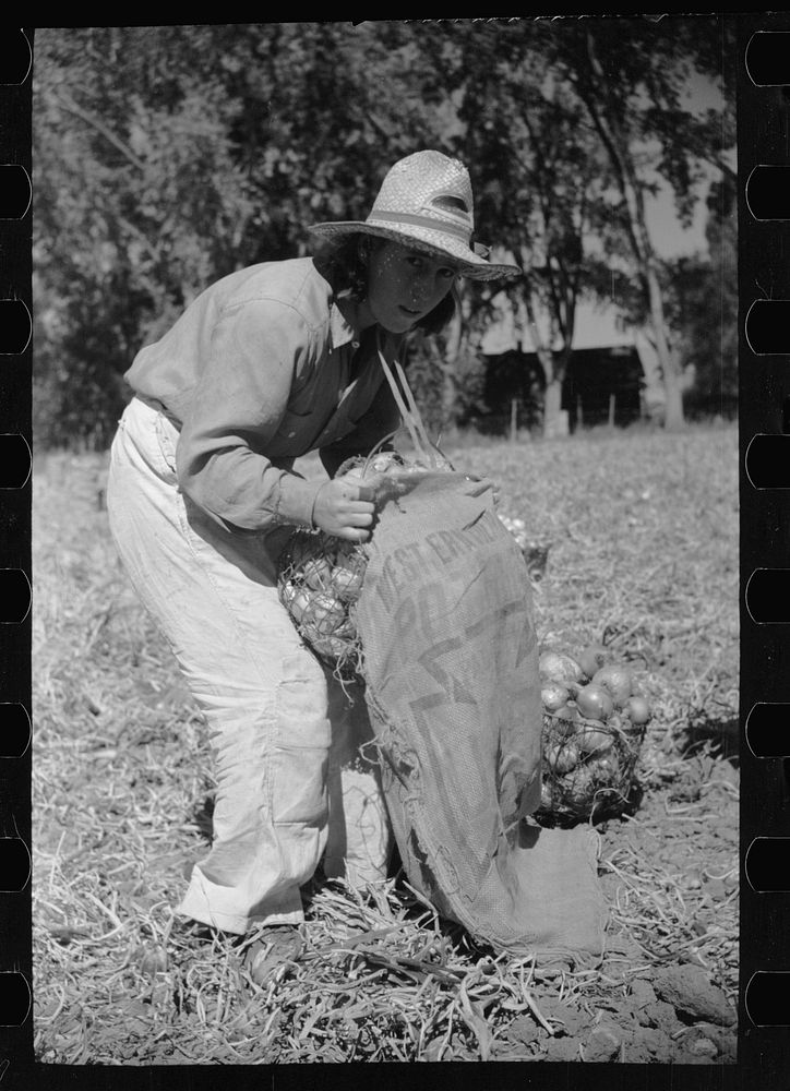 Girl fills bag with onions, Delta County, Colorado. Sourced from the Library of Congress.