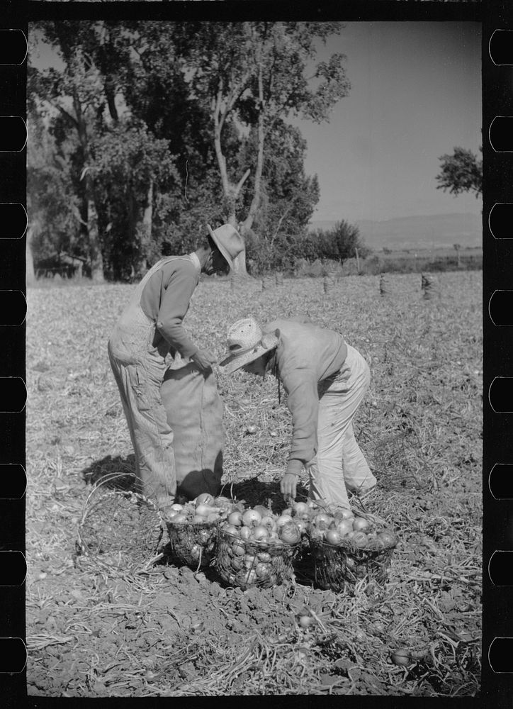 Picking onions, Delta County, Colorado. Sourced from the Library of Congress.