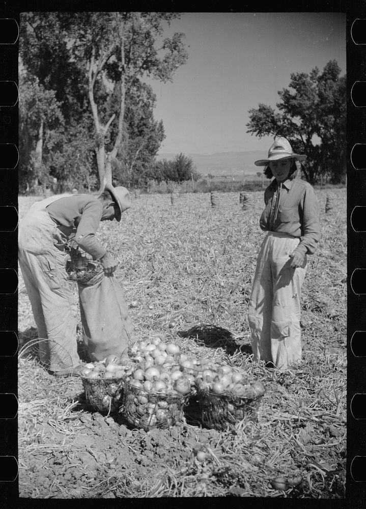 [Untitled photo, possibly related to: Picking onions, Delta County, Colorado]. Sourced from the Library of Congress.