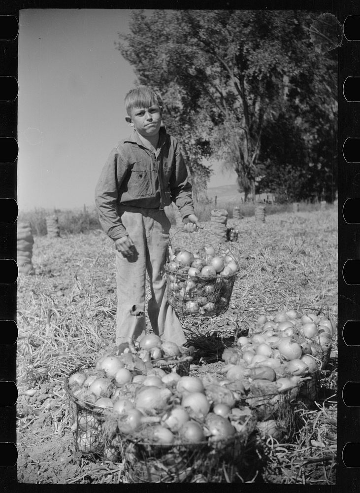 Working in onion fields, Delta County, Colorado. Sourced from the Library of Congress.