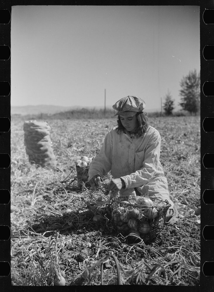 Girl picking onions, Delta County, Colorado. Sourced from the Library of Congress.
