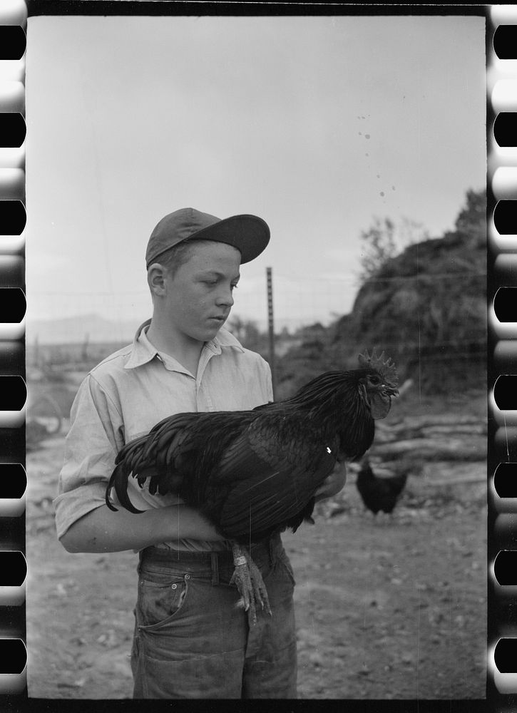 Wayne Beede, son of resettlement client, Western Slope Farms, Colorado, exhibits a champion rooster. Sourced from the…
