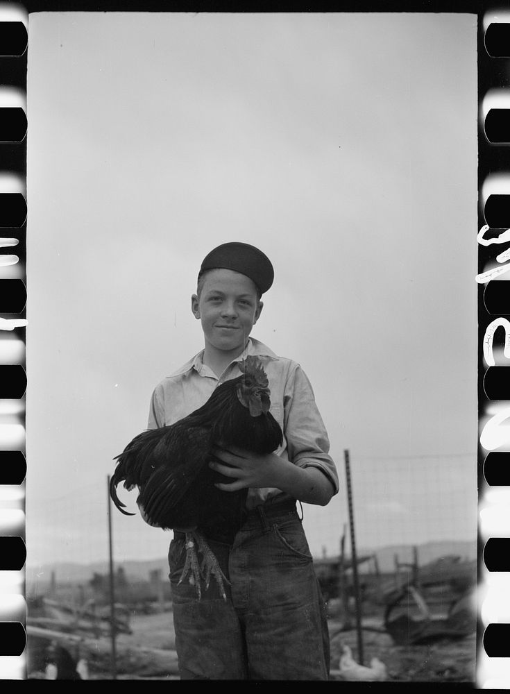[Untitled photo, possibly related to: Wayne Beede, son of resettlement client, Western Slope Farms, Colorado, exhibits a…