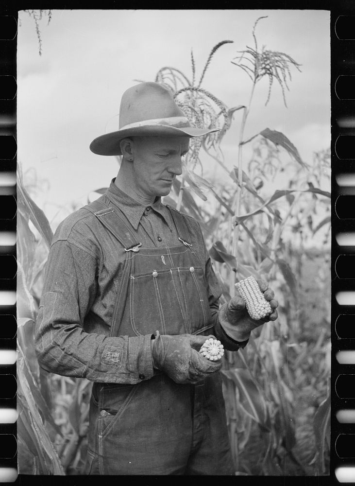 Thomas W. Beede exhibits some of the corn grown on his farm, Western Slope Farms, Colorado. Sourced from the Library of…