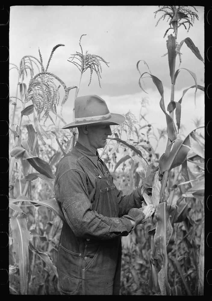 [Untitled photo, possibly related to: Thomas W. Beede exhibits some of the corn grown on his farm, Western Slope Farms…