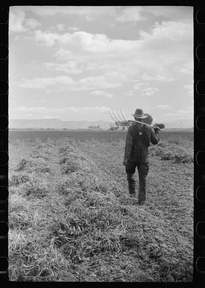 Thomas W. Beede and his bean field, Western Slope Farms, Colorado. Sourced from the Library of Congress.