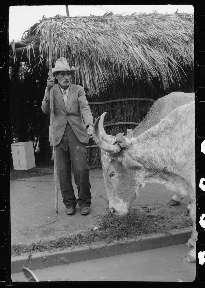 [Untitled photo, possibly related to: Mexican in charge of ox cart used in Charro Days parade, Brownsville, Texas]. Sourced…