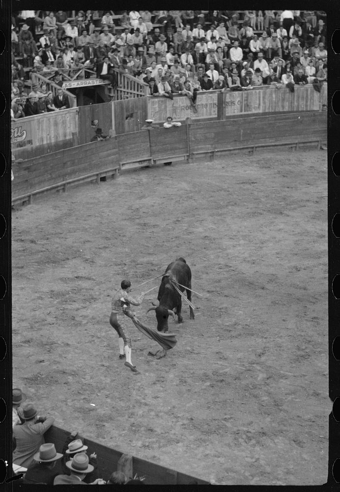 Placing the sword for the kill, bullfight, Matomoros, Mexico. Sourced from the Library of Congress.
