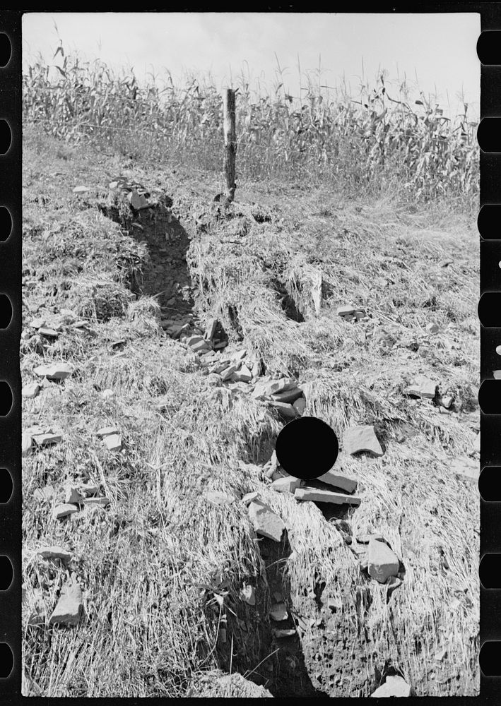 [Untitled photo, possibly related to: Farmland, hillside type, thoroughly worked, Garrett County, Maryland]. Sourced from…