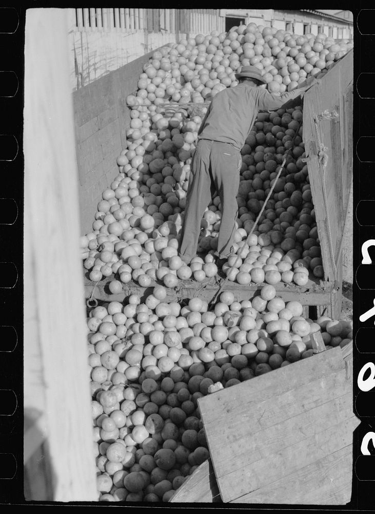 [Untitled photo, possibly related to: Sorting washed grapefruit, juice plant, Weslaco, Texas. This area of Texas, the Rio…
