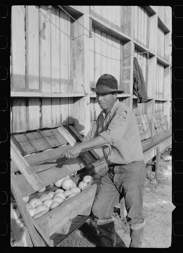 Sorting washed grapefruit, juice plant, Weslaco, Texas. This area of Texas, the Rio Grande Valley, has extensive citrus…