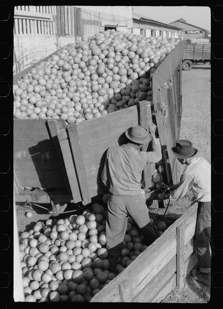 Unloading grapefruit truck, juice plant, Weslaco, Texas. Sourced from the Library of Congress.