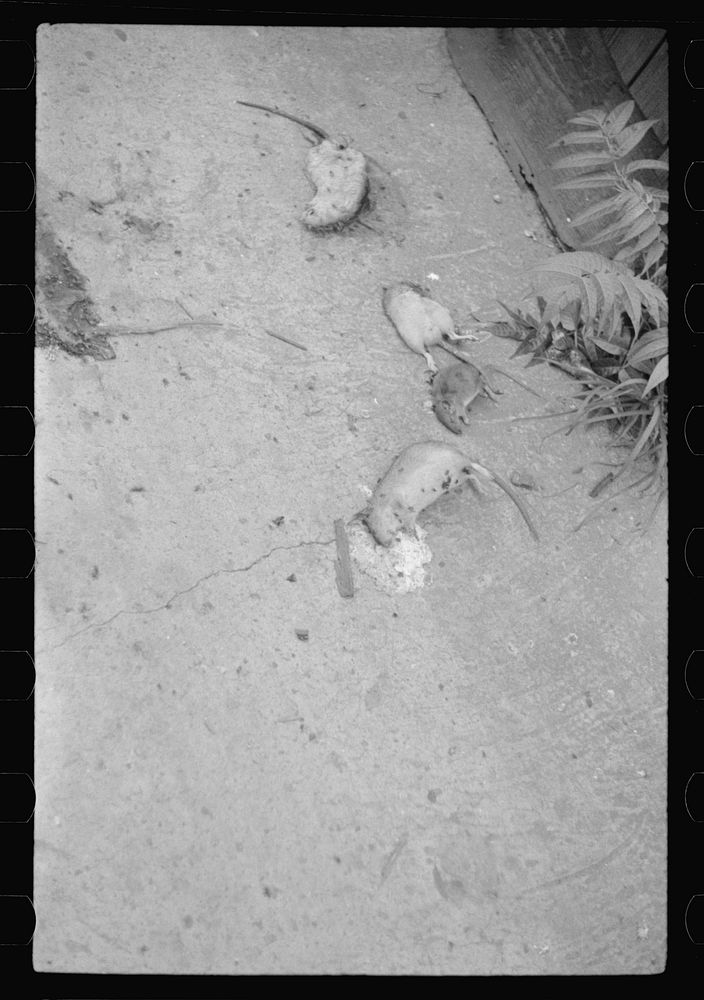 Dead rats in an alley,  section, Washington, D.C.. Sourced from the Library of Congress.