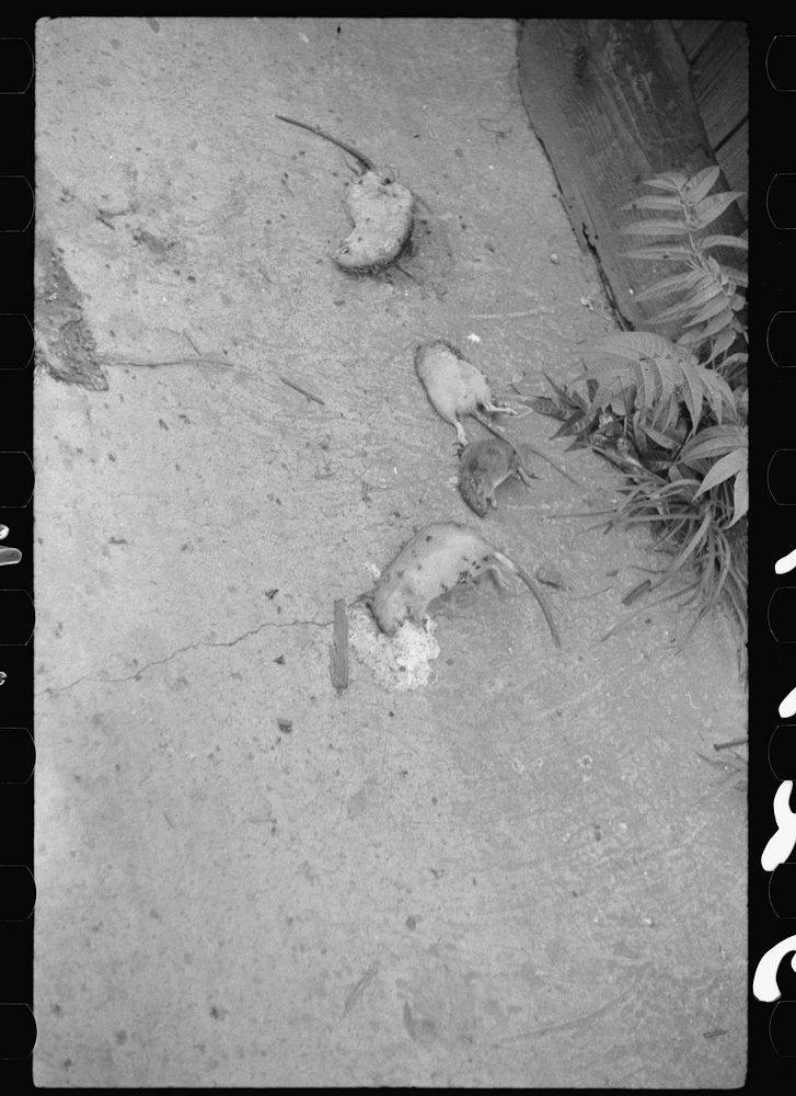 [Untitled photo, possibly related to: Dead rats in an alley,  section, Washington, D.C.]. Sourced from the Library of…