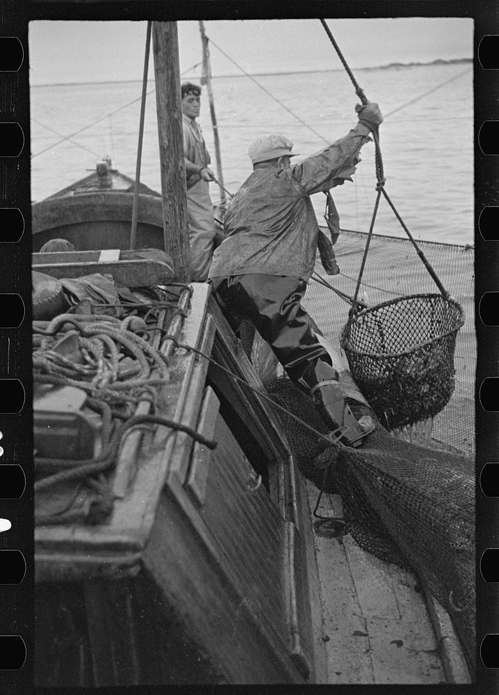 Aboard a trap fishing boat. Dipping fish aboard. See caption 5067-M1. Provincetown, Massachusetts. Sourced from the Library…