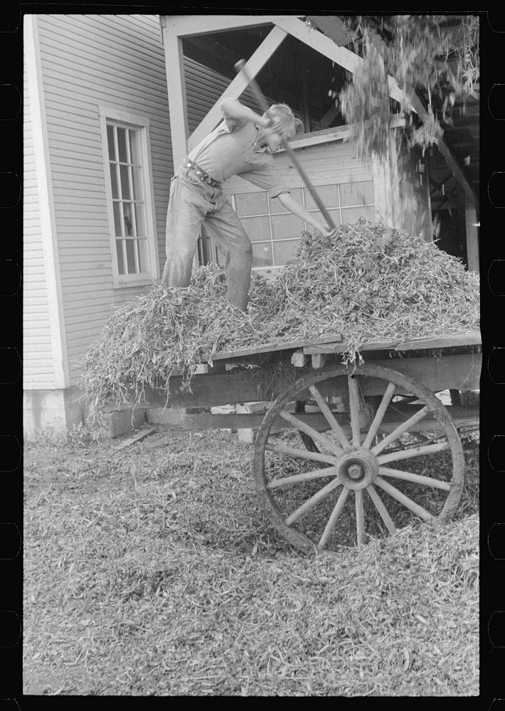 [Untitled photo, possibly related to: "At a pea vinery," central Ohio. Loading waste to be taken back to his farm for…