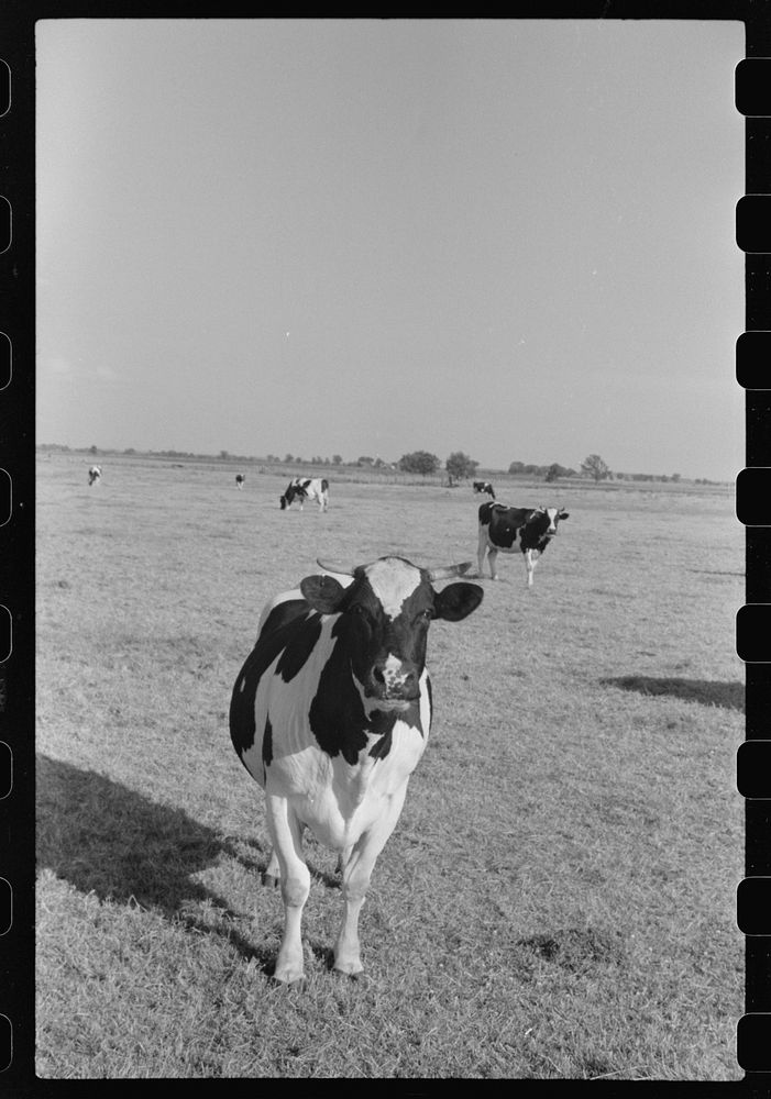 [Untitled photo, possibly related to: Cattle on large dairy farm, Fond du Lac County, Wisconsin]. Sourced from the Library…